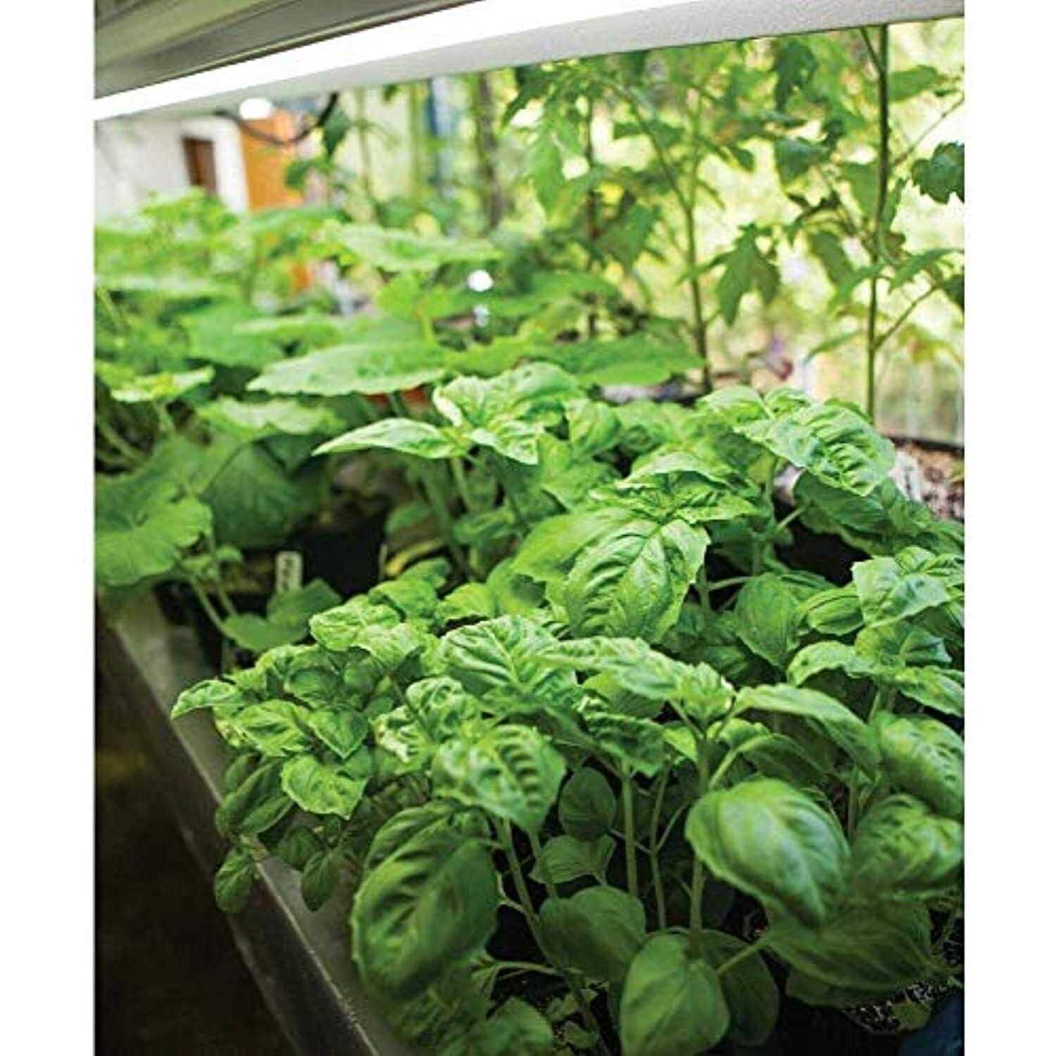 Feit Electric A19 LED Plant Grow Light - Image 4