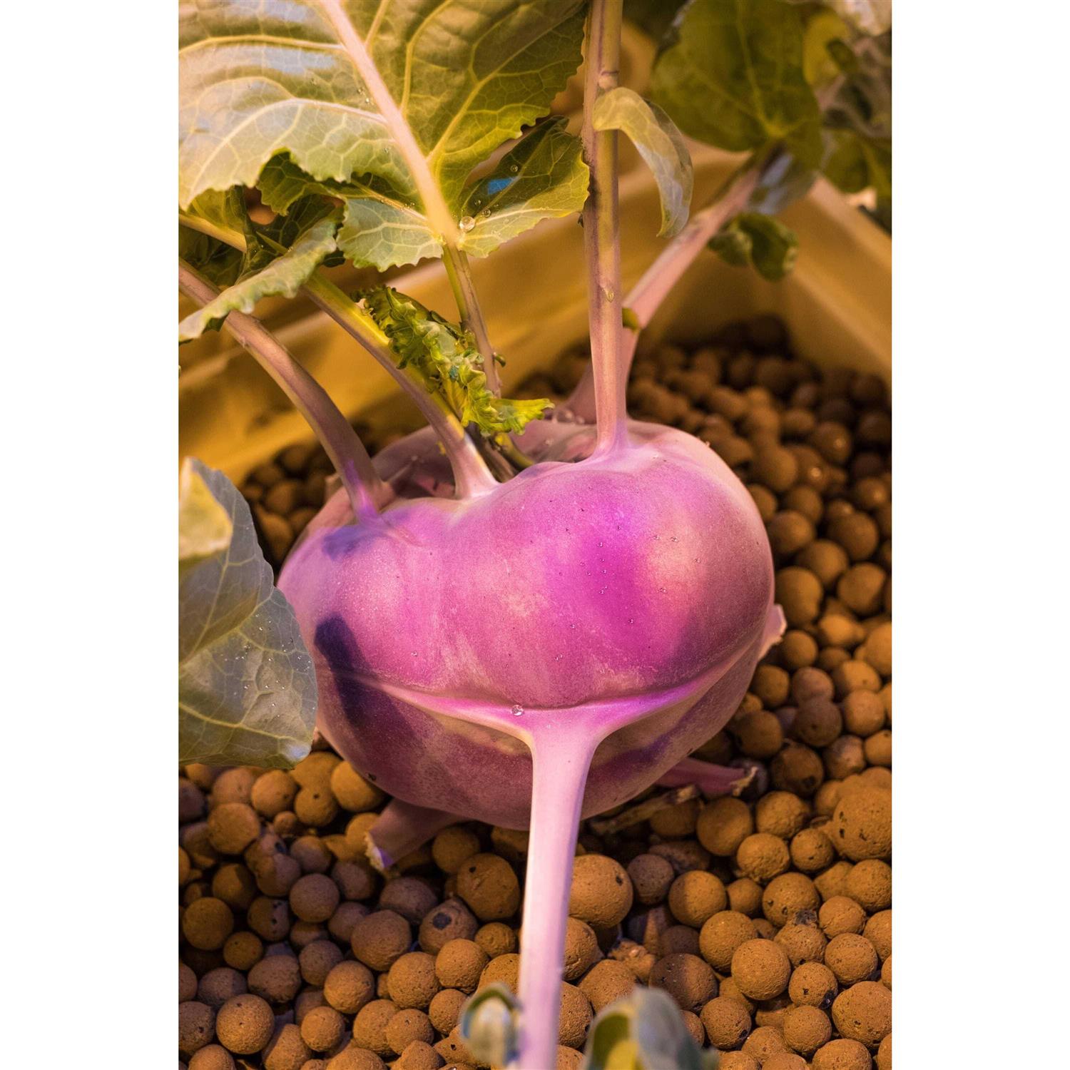 Mother Earth Hydroton Original - Image 5