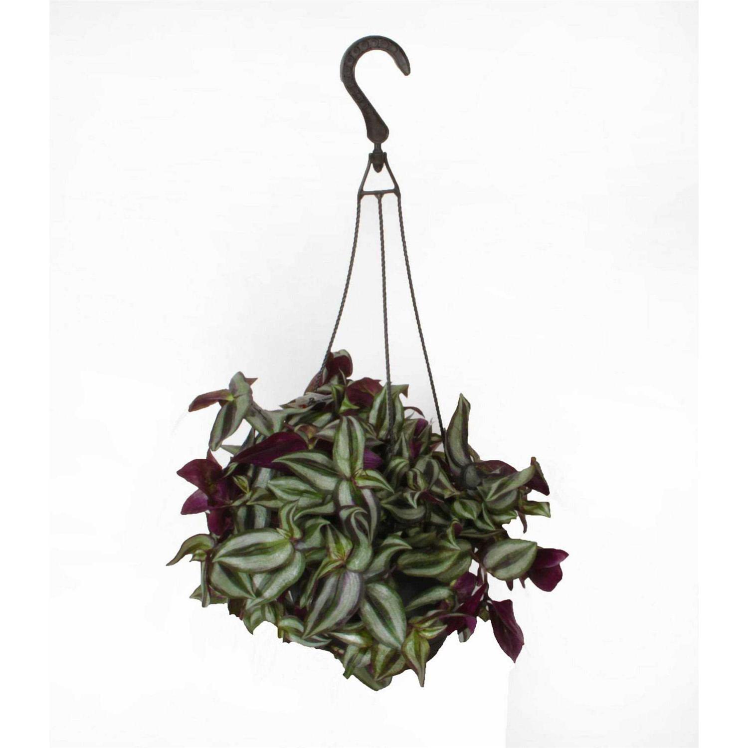 From Our Garden 8 Exotic Foliage Hanging Basket - Image 3