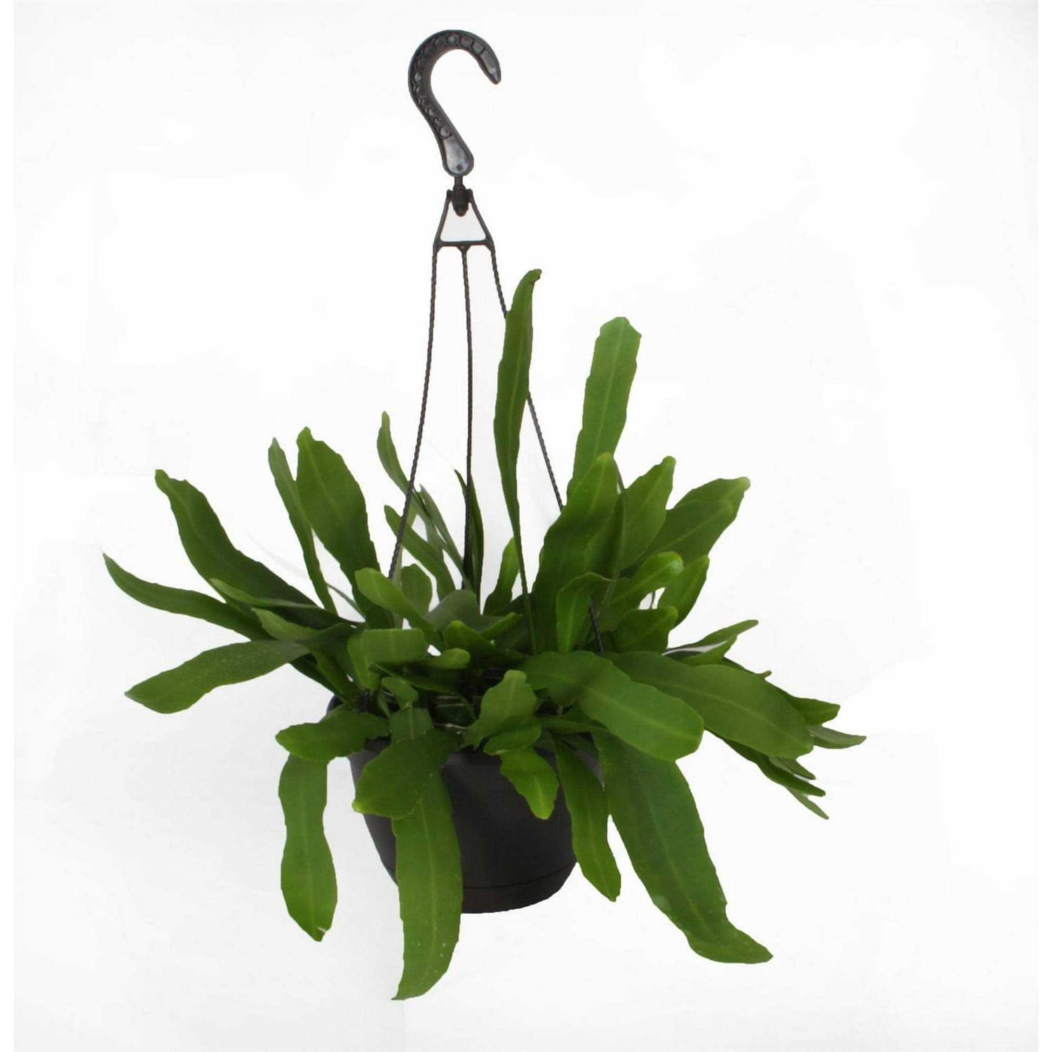 From Our Garden 8 Exotic Foliage Hanging Basket - Image 4