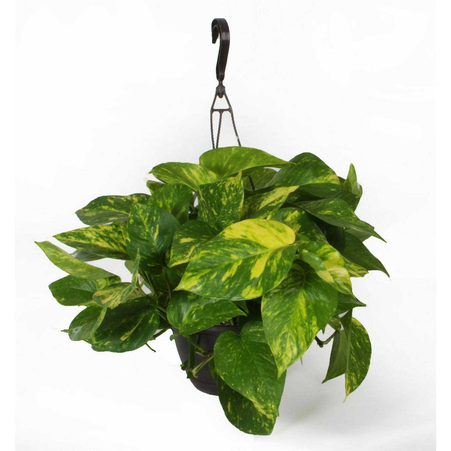 From Our Garden 8 Exotic Foliage Hanging Basket - Image 5