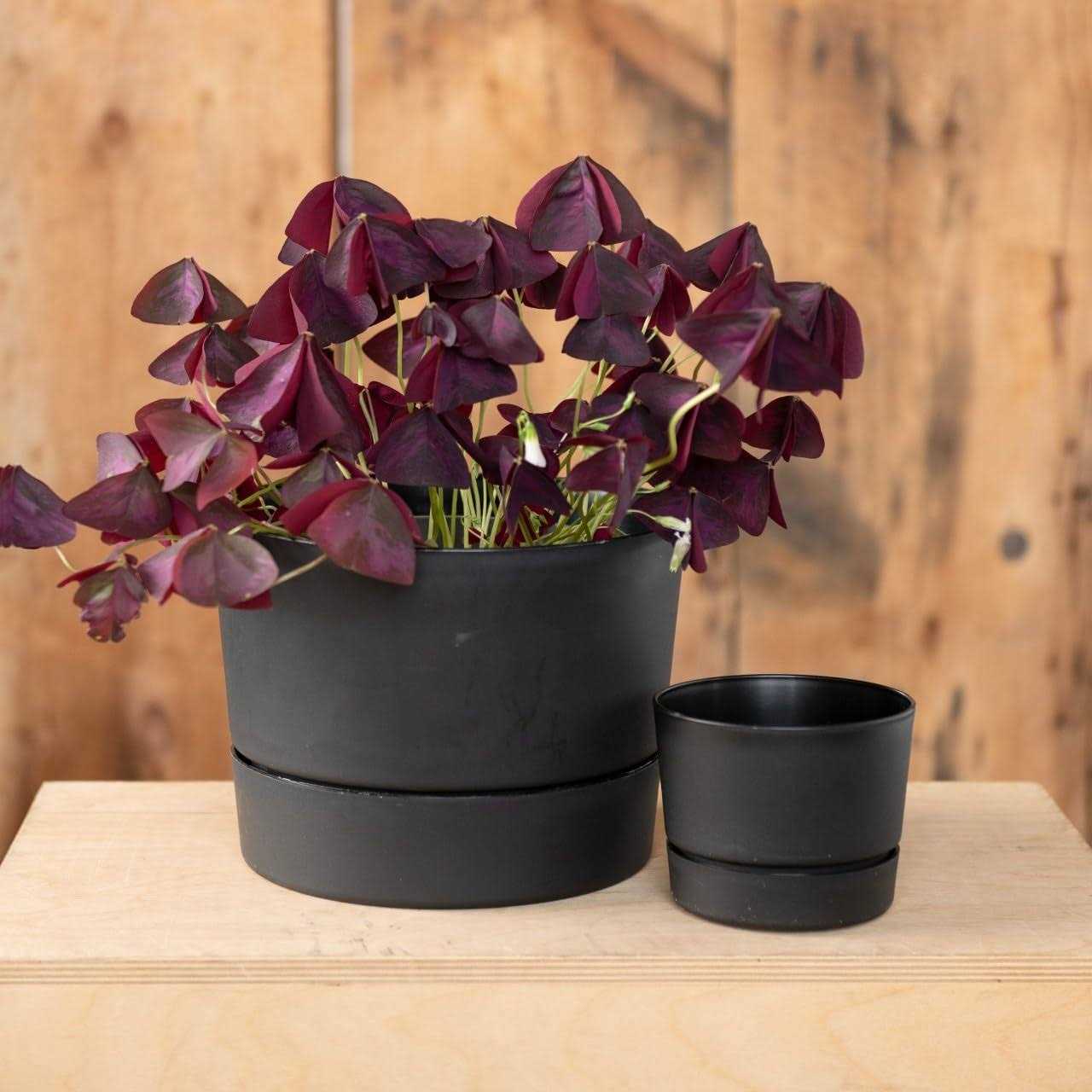 Root & Vessel Majestic Mid-Century Modern Low Profile Cylinder Pot - Image 3