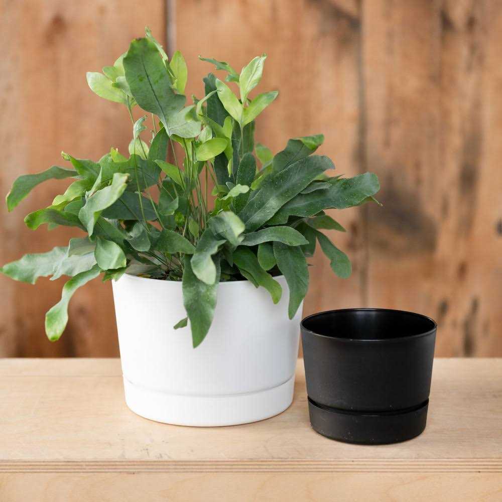 Root & Vessel Majestic Mid-Century Modern Low Profile Cylinder Pot - Image 4