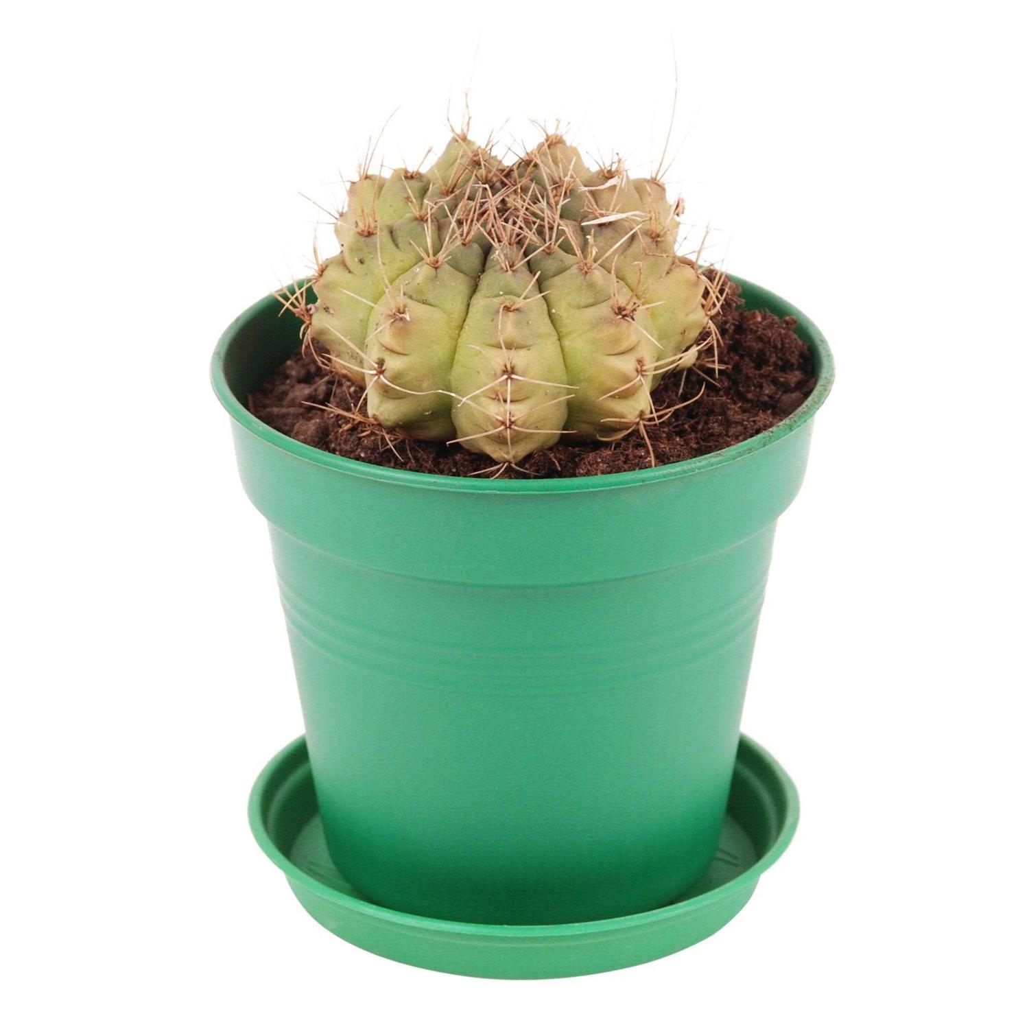 Mintra Home Garden Pots - Image 5