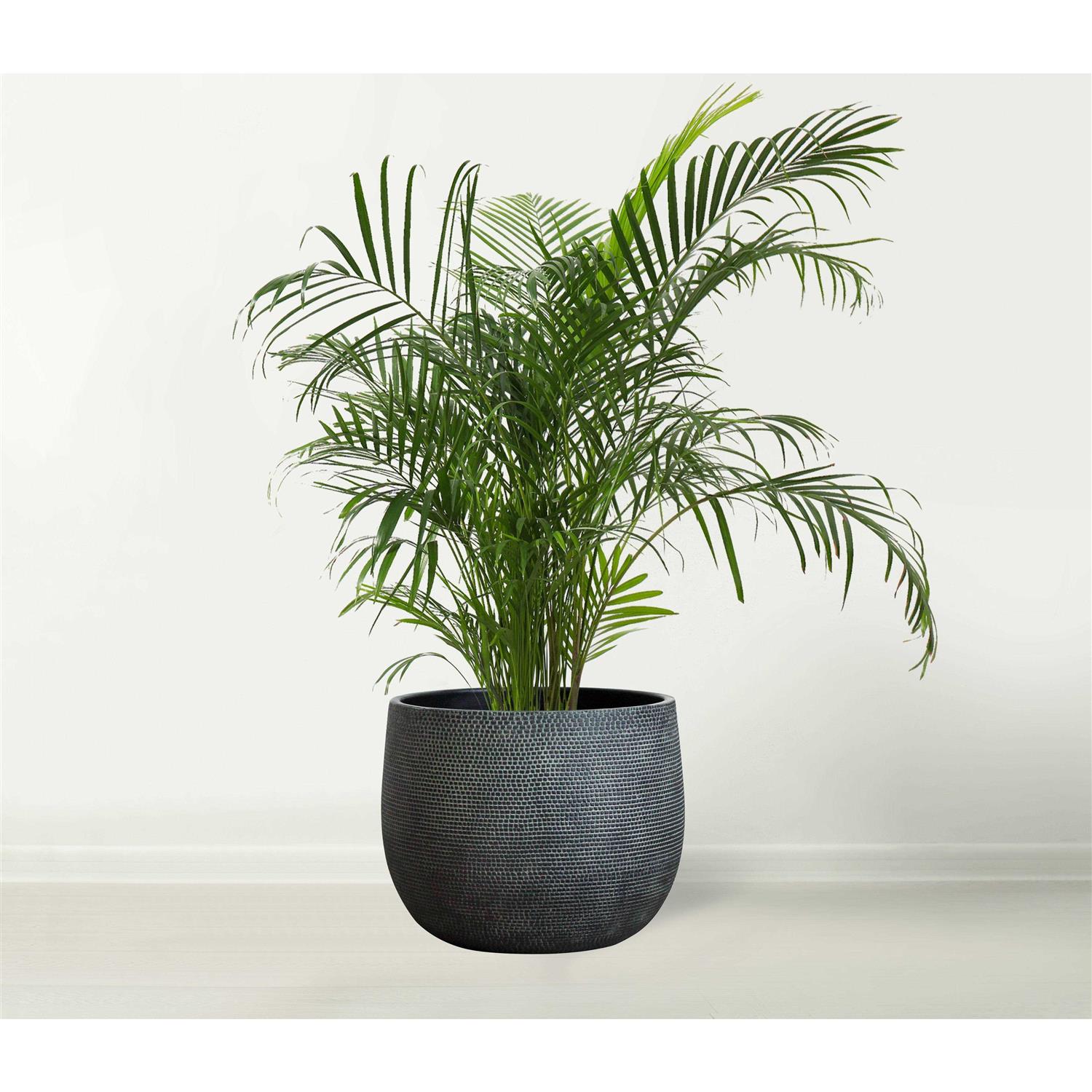 Olly & Rose Ceramic Plant Pot Large 10 inch - Image 3