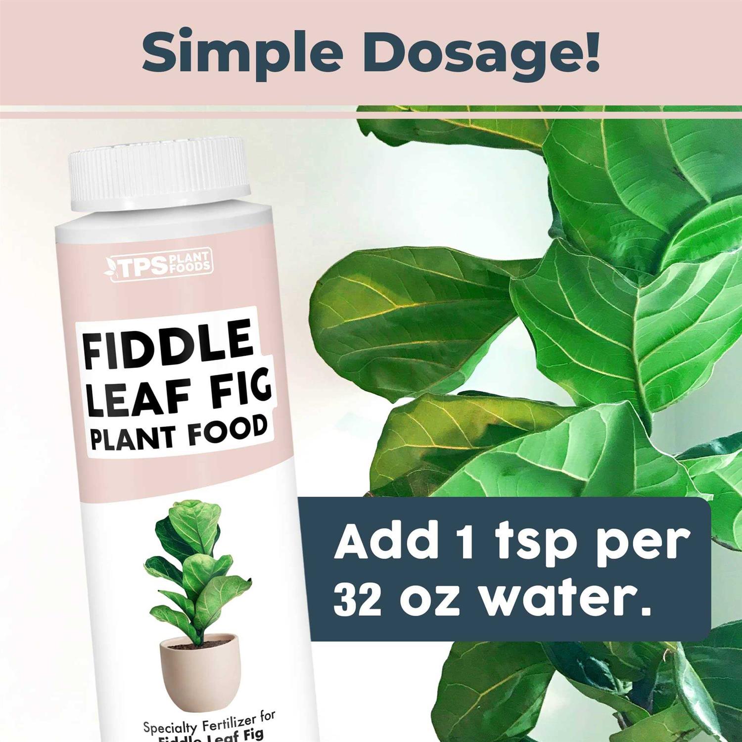 Fiddle Leaf Fig Plant Food for All Fig and Other Ficus Trees - Image 3