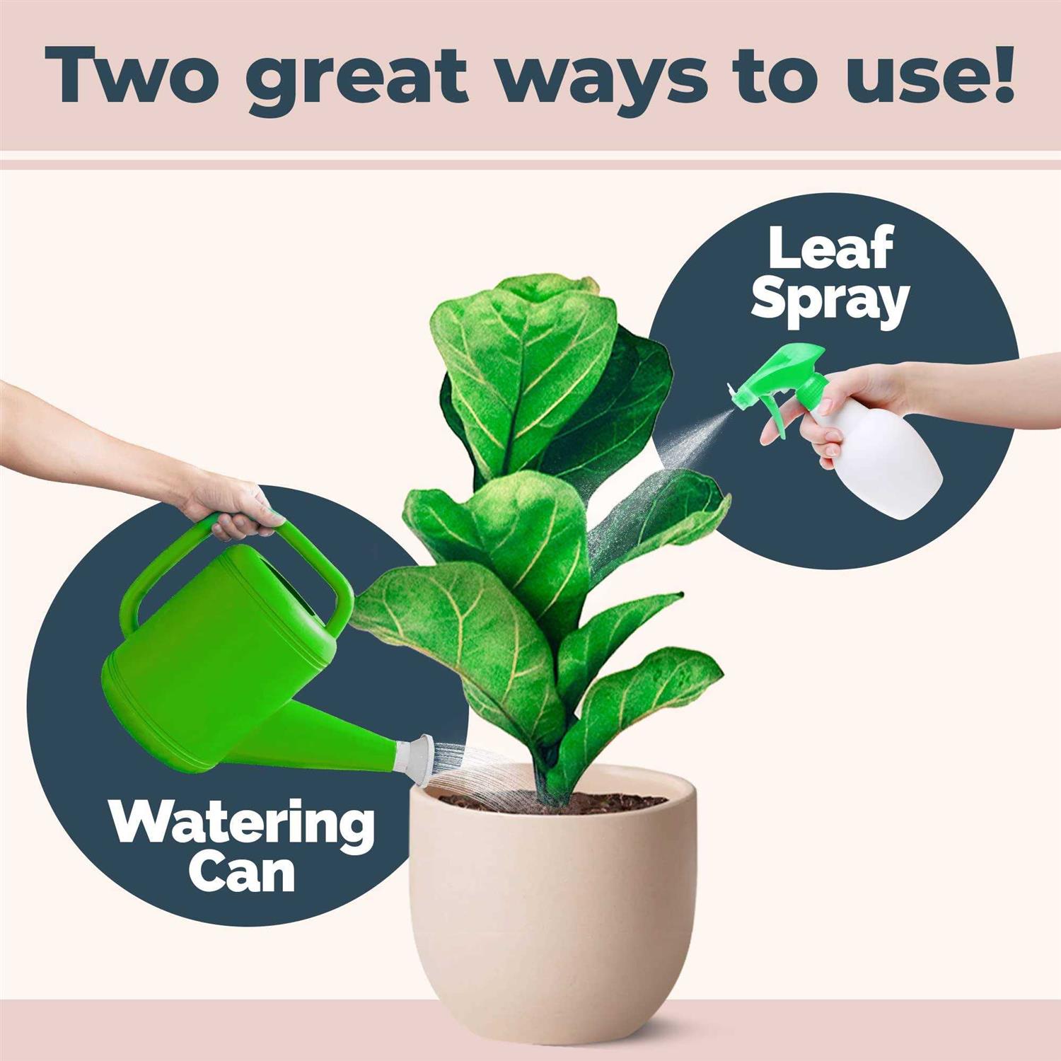 Fiddle Leaf Fig Plant Food for All Fig and Other Ficus Trees - Image 4