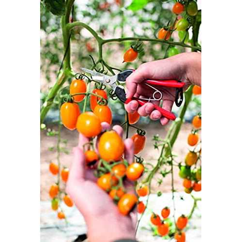 Felco 322 Long Reach Harvesting Snips - Image 3