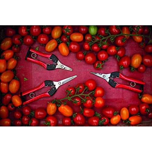 Felco 322 Long Reach Harvesting Snips - Image 4