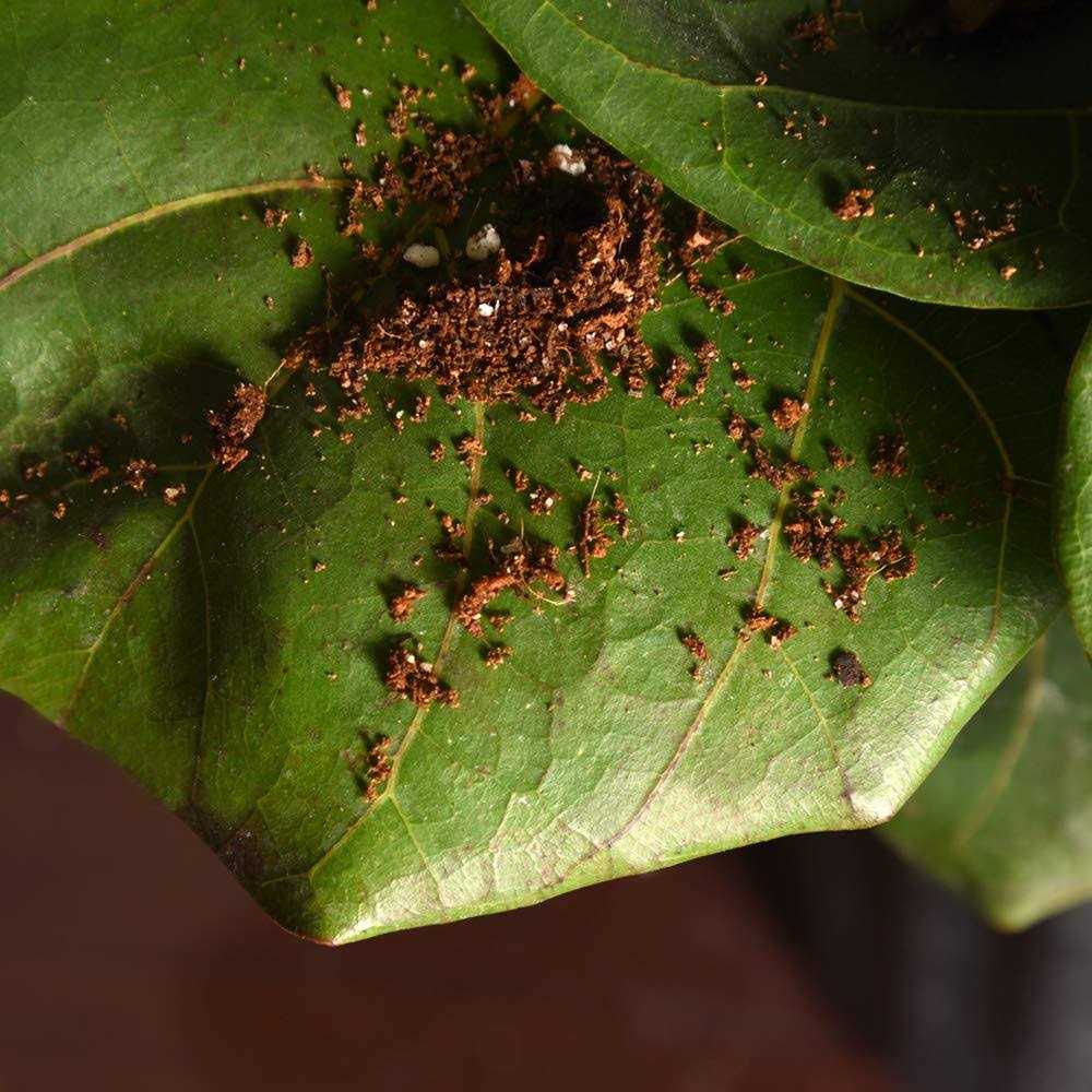 Fiddle Leaf Fig Soil by Perfect Plants - Image 3