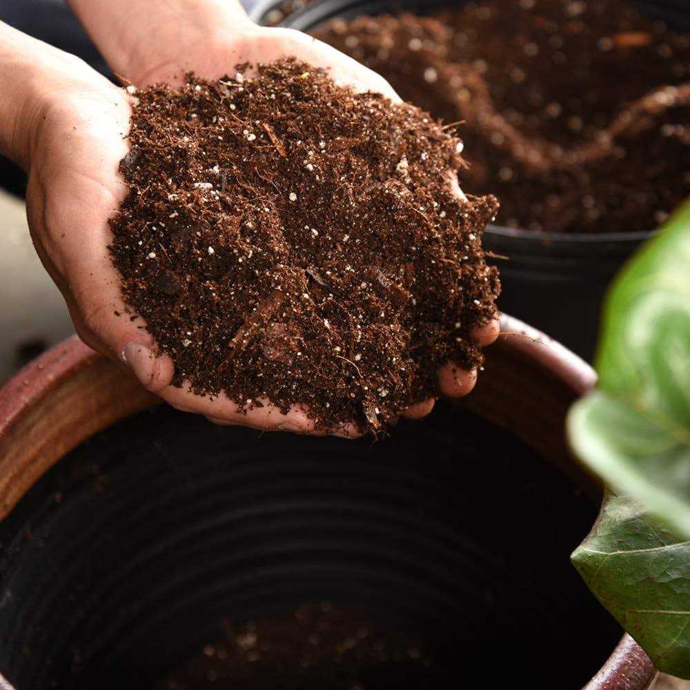 Fiddle Leaf Fig Soil by Perfect Plants - Image 4