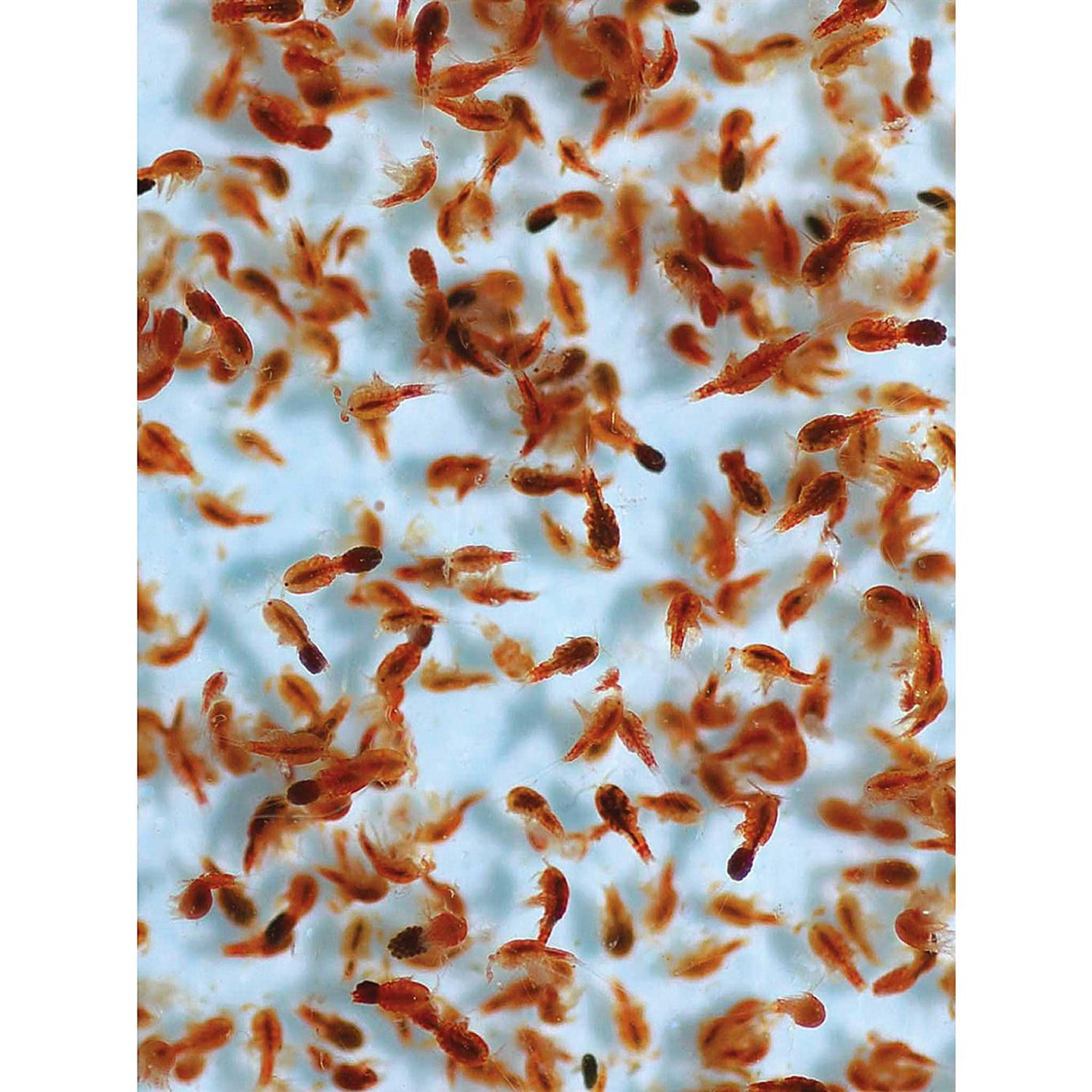 Reef Nutrition Tigger Pods - Image 3