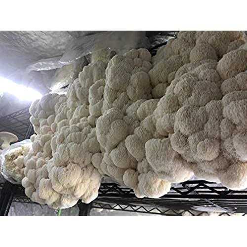 Mushroom Media Online 100% Soy Hull Mushroom Pellets - Image 4