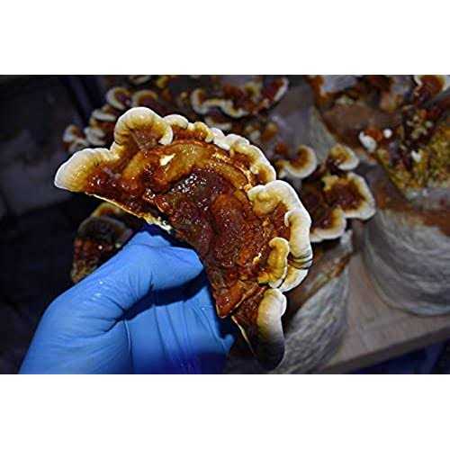 Mushroom Media Online 100% Soy Hull Mushroom Pellets - Image 5