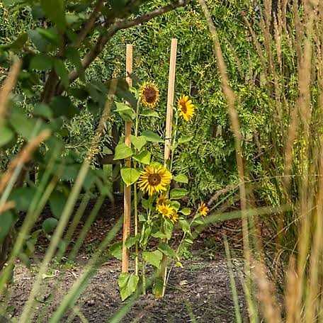 Gardener's Blue Ribbon Wood Stake - Image 3