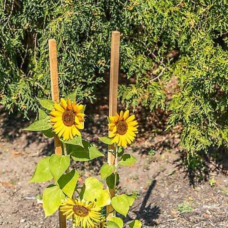 Gardener's Blue Ribbon Wood Stake - Image 5