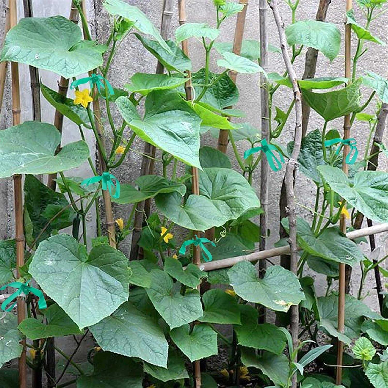 feitengda PVC Garden Tie Tape Stretch Tie Tape Reusable Plant Ties Tapes Plant Ribbon Vinyl for Indoor Outdoor Patio Plant 2 Rolls 147 Feet - Image 3